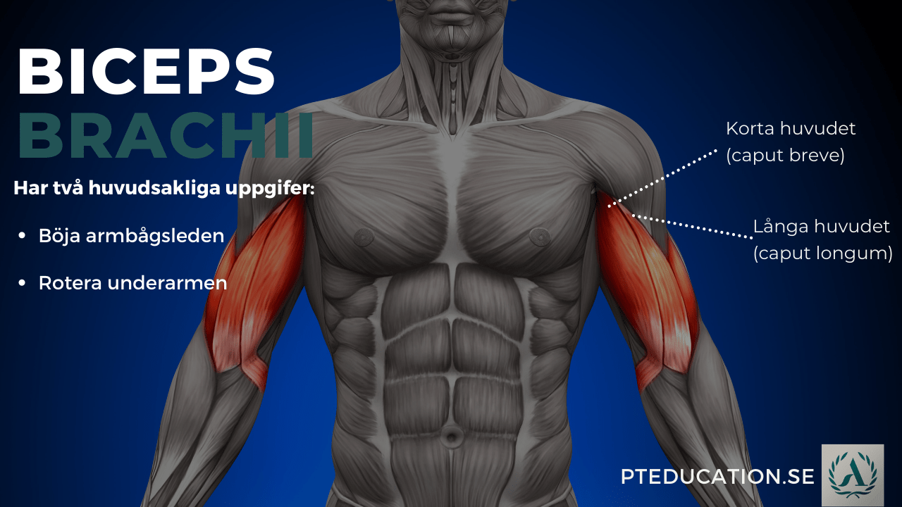 Biceps Brachii