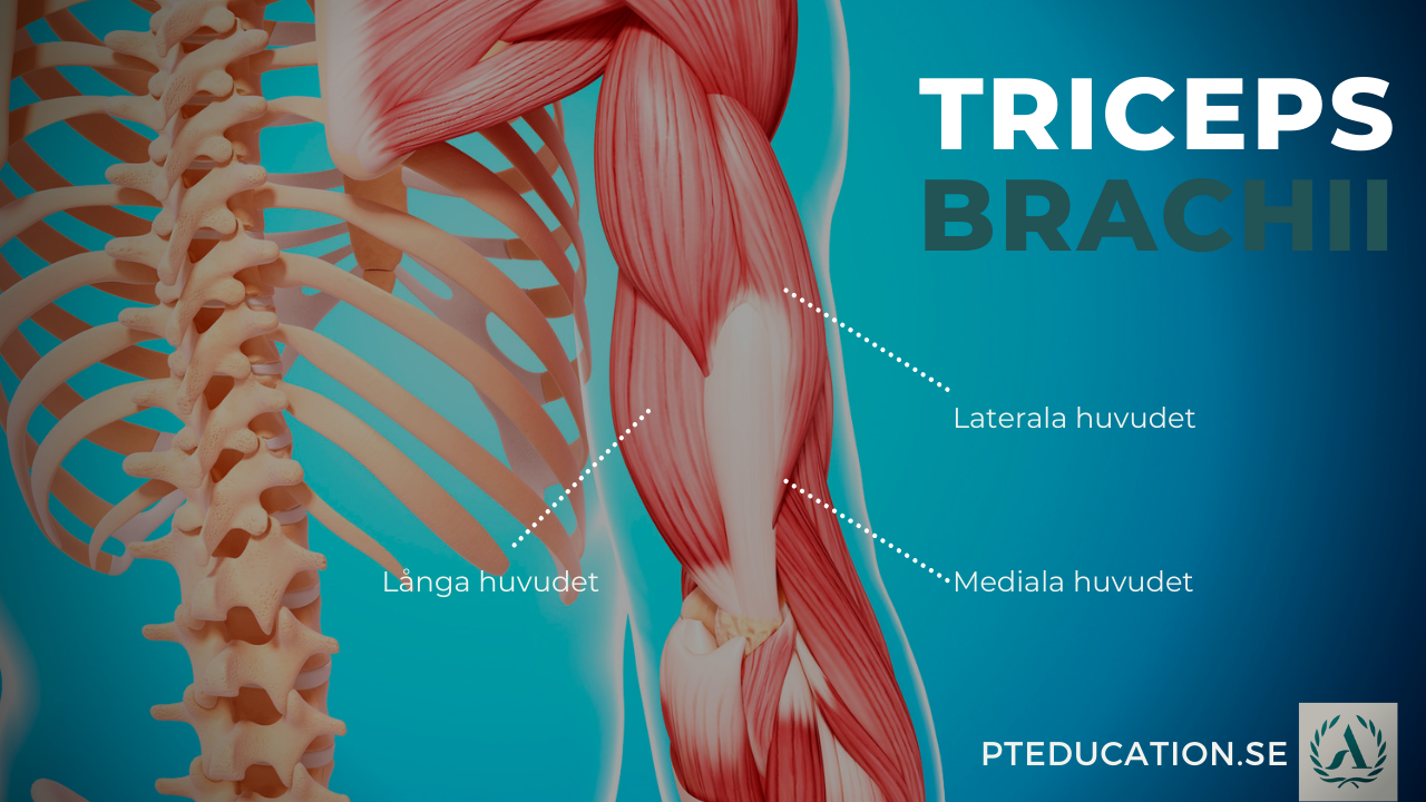 Triceps brachii